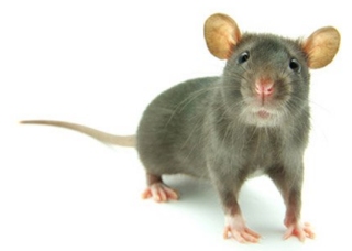 Pest Control Services in Morpeth