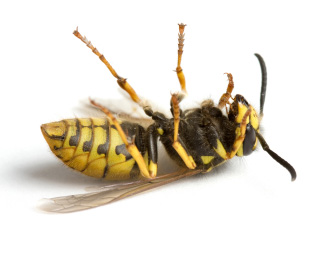 Pest control for Wasps in Morpeth